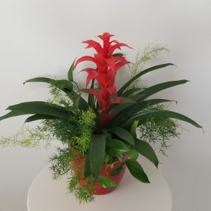 tropical green and flowering plants in deco pot red office plants blooming Mississauga Etobicoke Brampton Oakville Woodbridge Markham Burlington Milton other GTA
