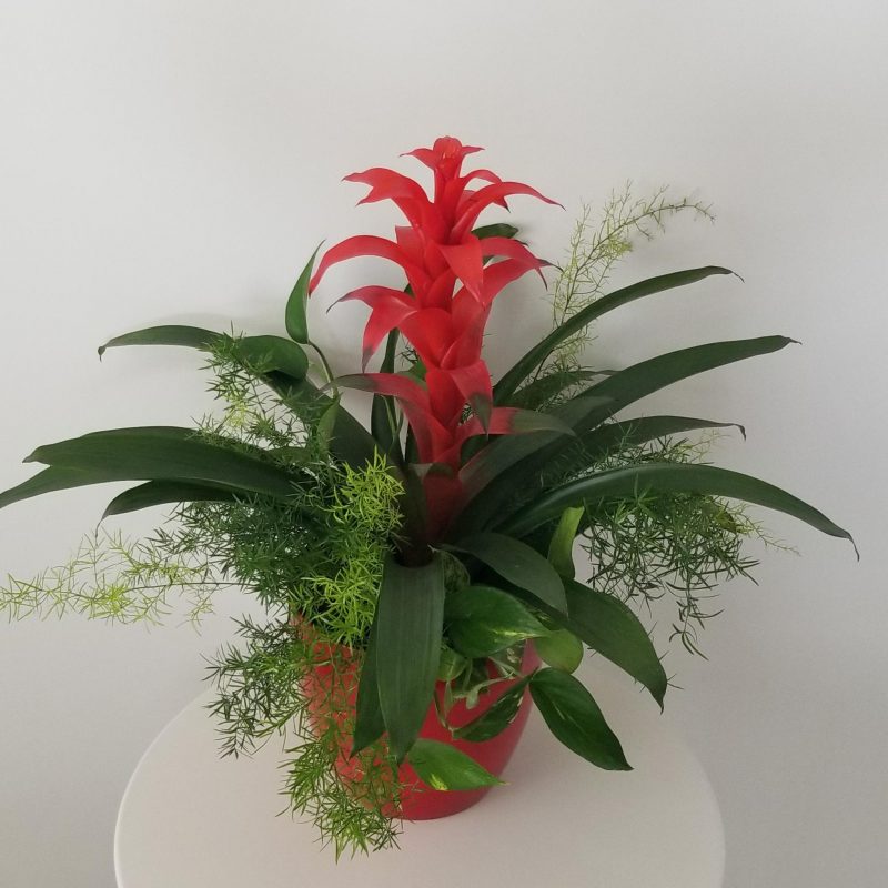 Flowering and Green Plants in Deco Ceramic Red | InteriorPlants.ca