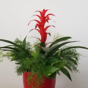 tropical green and flowering plants in deco pot red office plants blooming Mississauga Etobicoke Brampton Oakville Woodbridge Markham Burlington Milton other GTA