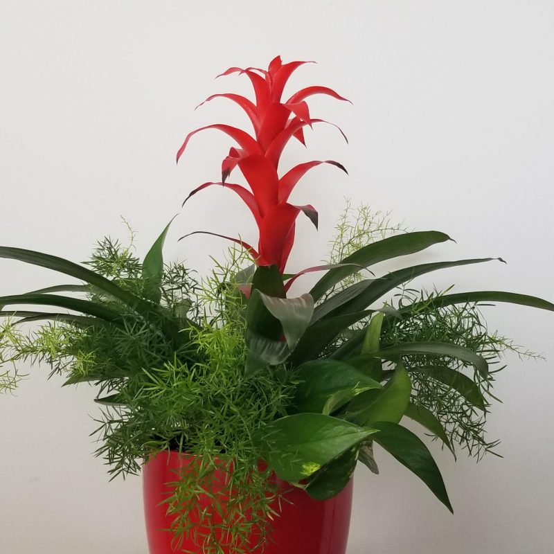 Flowering and Green Plants in Deco Ceramic Red | InteriorPlants.ca