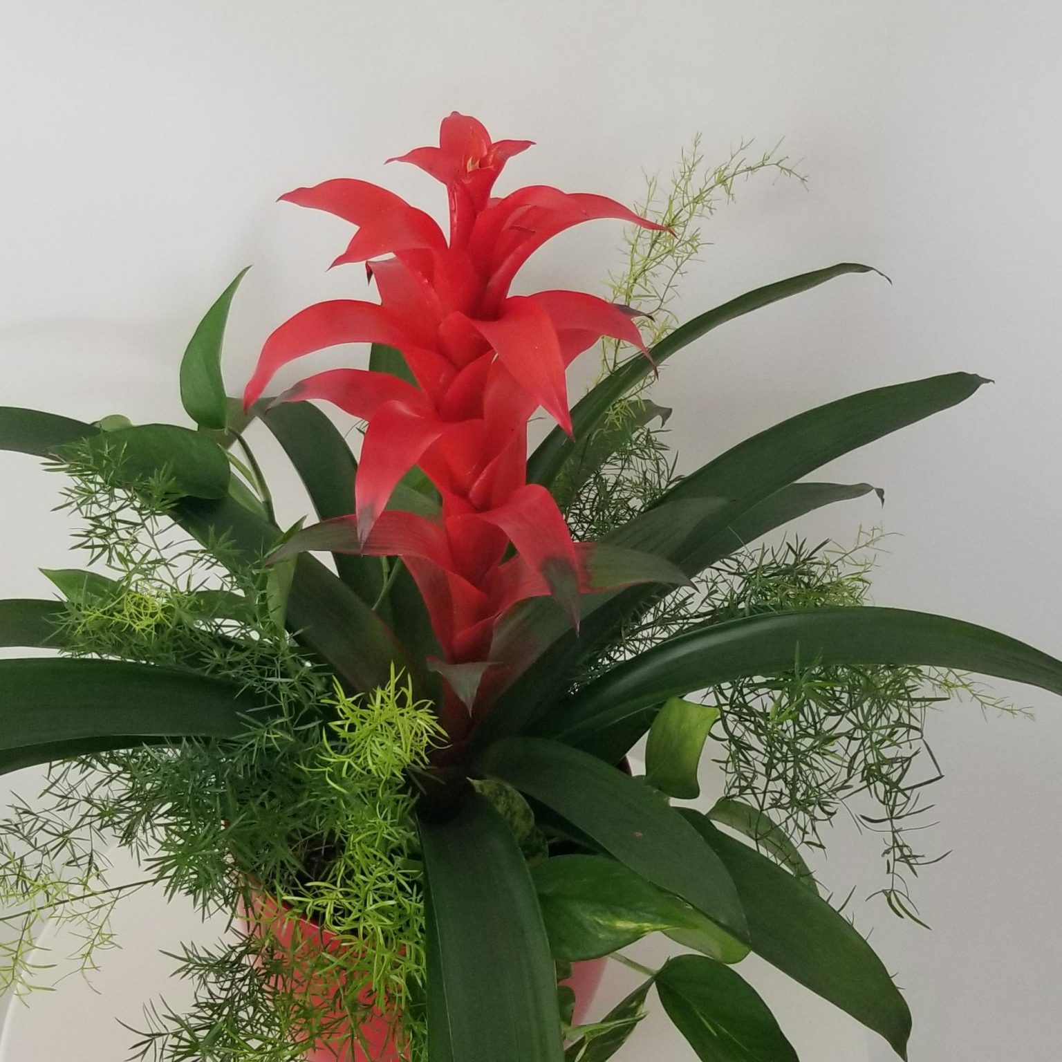 Flowering and Green Plants in Deco Ceramic Red | InteriorPlants.ca