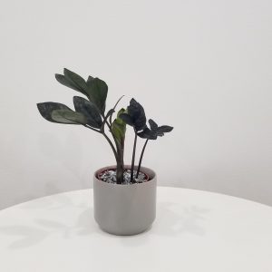 zz plant black in deco ceramic grey air-purifying indoor office plants Mississauga Etobicoke Brampton Woodbridge Oakville other GTA