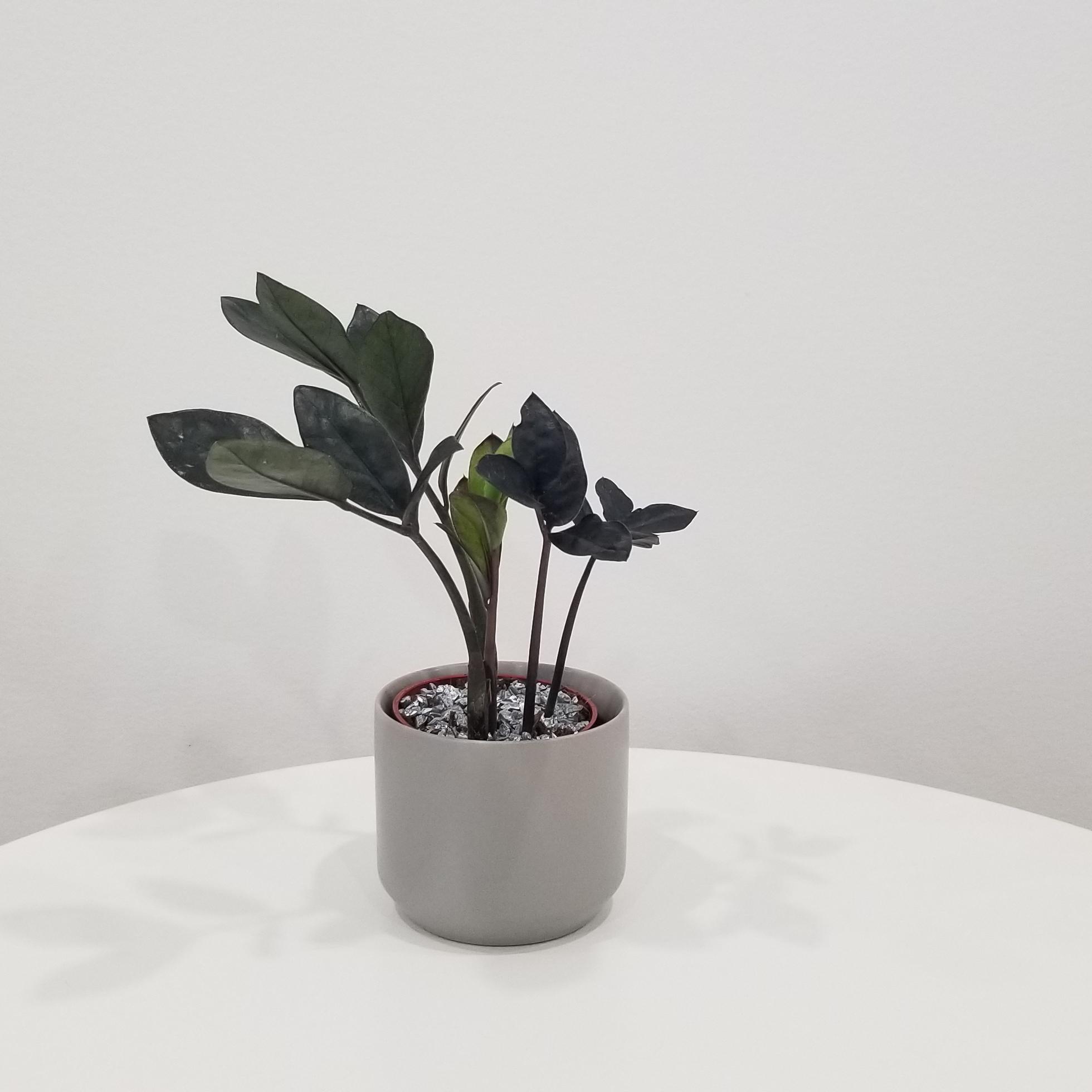 zz plant black in deco ceramic grey 2.5in 1 zz plant black in deco ceramic grey air-purifying indoor office plants Mississauga Etobicoke Brampton Woodbridge Oakville other GTA