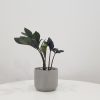 zz plant black in deco ceramic grey air-purifying indoor office plants Mississauga Etobicoke Brampton Woodbridge Oakville other GTA
