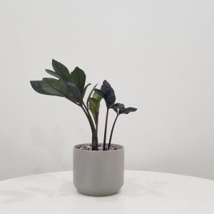 zz plant black in deco ceramic grey air-purifying indoor office plants Mississauga Etobicoke Brampton Woodbridge Oakville other GTA