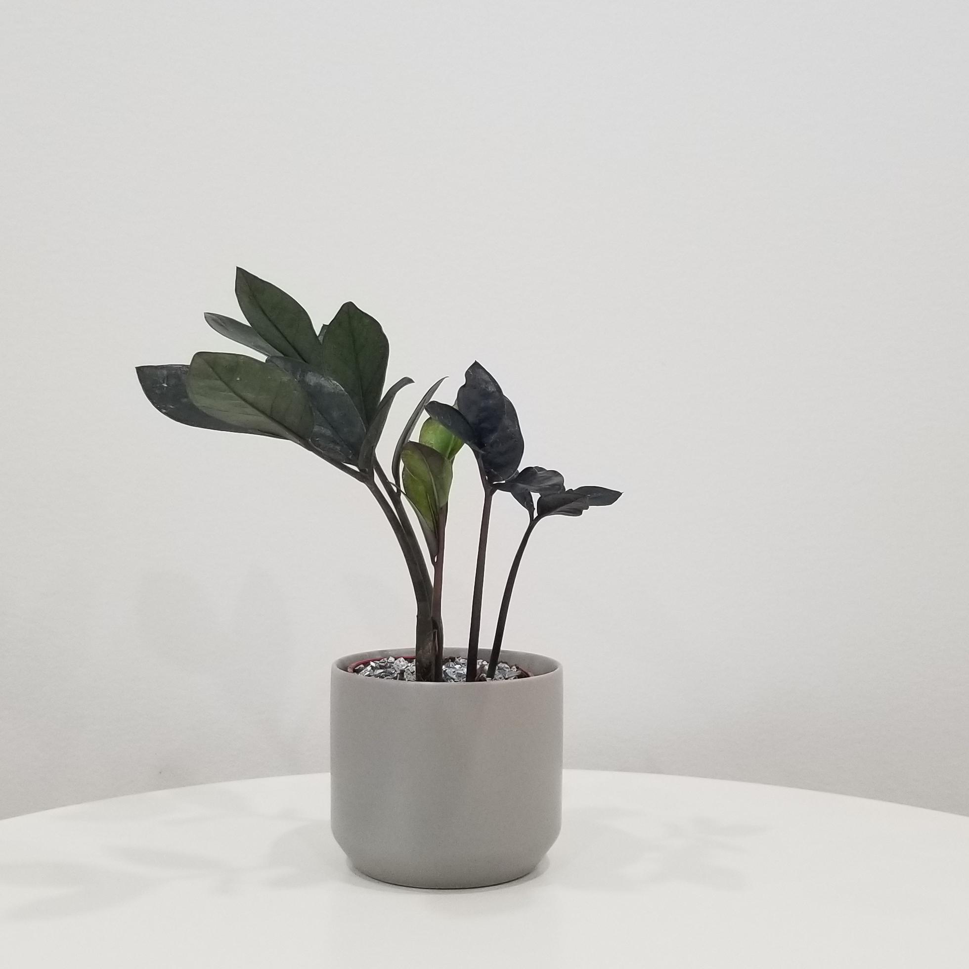zz plant black in deco ceramic grey 2.5in 2 zz plant black in deco ceramic grey air-purifying indoor office plants Mississauga Etobicoke Brampton Woodbridge Oakville other GTA