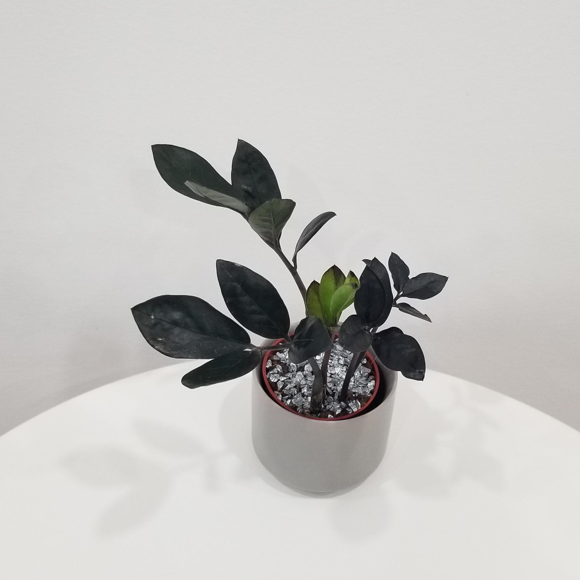 zz plant black in deco ceramic grey air-purifying indoor office plants Mississauga Etobicoke Brampton Woodbridge Oakville other GTA