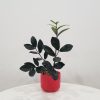 zz plant black in deco ceramic red air-purifying indoor office plants Mississauga Etobicoke Brampton Woodbridge Oakville other GTA