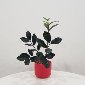 zz plant black in deco ceramic red air-purifying indoor office plants Mississauga Etobicoke Brampton Woodbridge Oakville other GTA