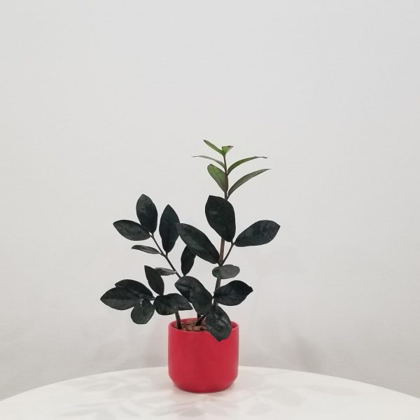 ZZ Plant 'Black Raven' in Deco Ceramic Red | InteriorPlants.ca
