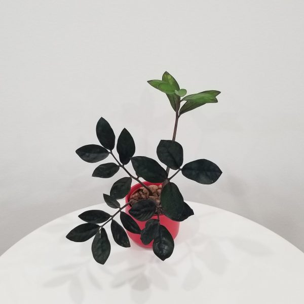 ZZ Plant 'Black Raven' in Deco Ceramic Red | InteriorPlants.ca