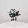 zz plant black in deco ceramic white air-purifying indoor office plants Mississauga Etobicoke Brampton Woodbridge Oakville other GTA