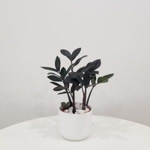 zz plant black in deco ceramic white air-purifying indoor office plants Mississauga Etobicoke Brampton Woodbridge Oakville other GTA