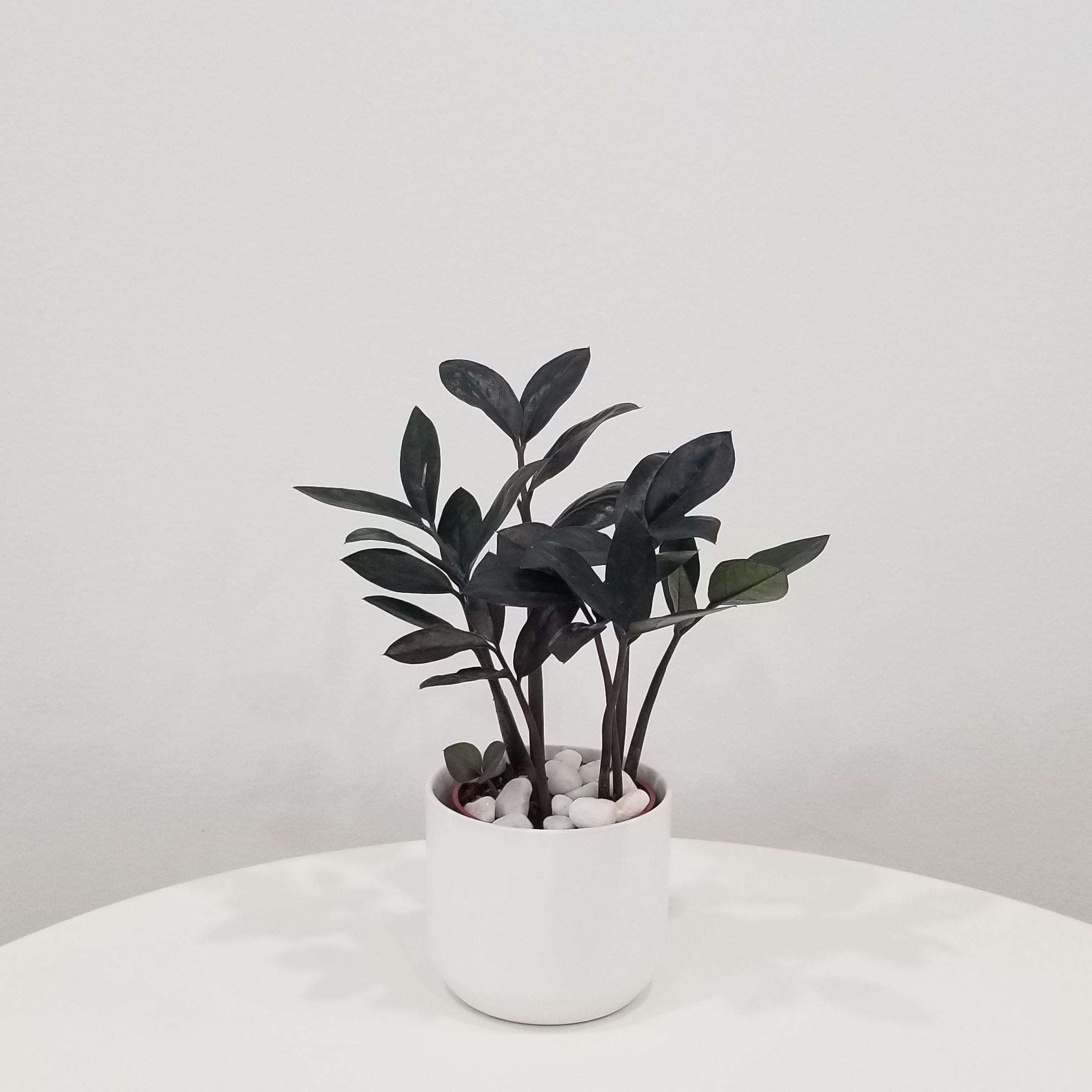 zz plant black in deco ceramic white 2.5in 1 zz plant black in deco ceramic white air-purifying indoor office plants Mississauga Etobicoke Brampton Woodbridge Oakville other GTA