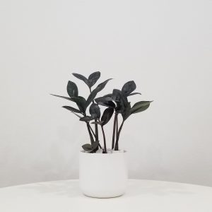 zz plant black in deco ceramic white air-purifying indoor office plants Mississauga Etobicoke Brampton Woodbridge Oakville other GTA