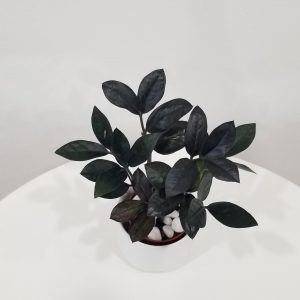 zz plant black in deco ceramic white air-purifying indoor office plants Mississauga Etobicoke Brampton Woodbridge Oakville other GTA