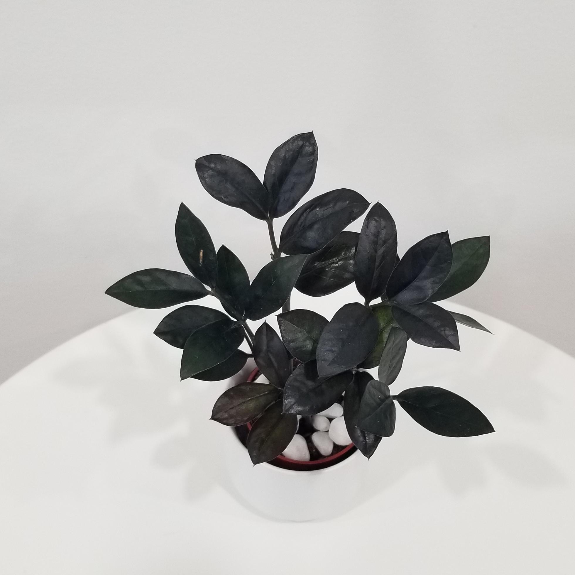 zz plant black in deco ceramic white 2.5in 5 zz plant black in deco ceramic white air-purifying indoor office plants Mississauga Etobicoke Brampton Woodbridge Oakville other GTA
