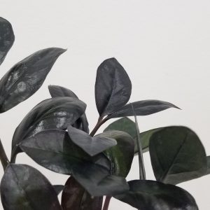 zz plant black in deco ceramic white air-purifying indoor office plants Mississauga Etobicoke Brampton Woodbridge Oakville other GTA