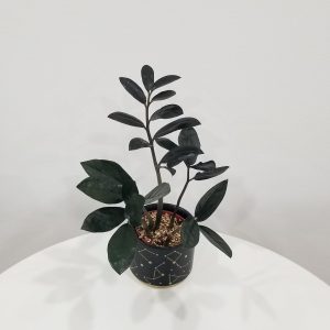 zz plant black in deco ceramic Stars air-purifying indoor office plants Mississauga Etobicoke Brampton Woodbridge Oakville other GTA