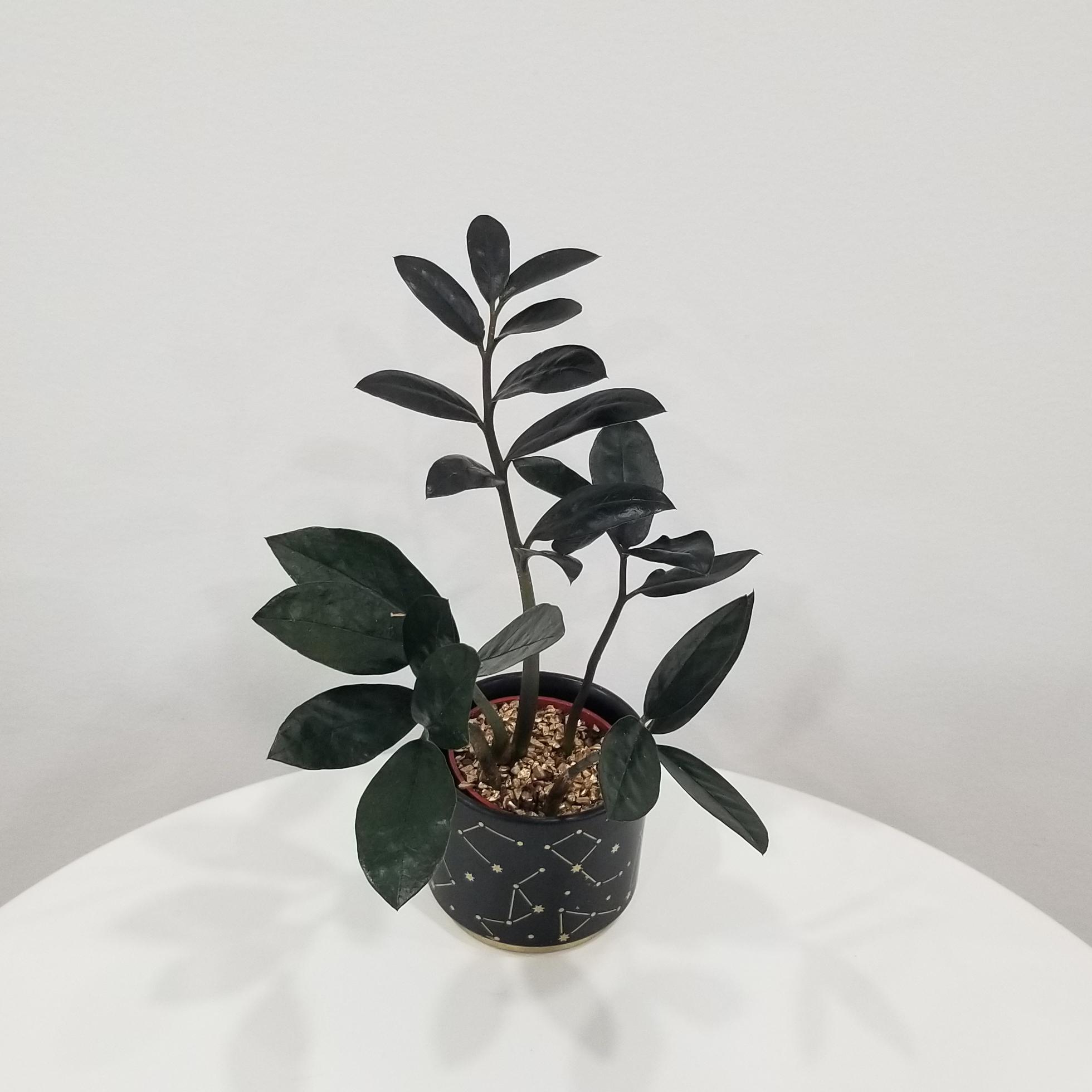 zz plant black in deco ceremic stars 2.5in 3 zz plant black in deco ceramic Stars air-purifying indoor office plants Mississauga Etobicoke Brampton Woodbridge Oakville other GTA