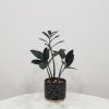 zz plant black in deco ceramic Stars air-purifying indoor office plants Mississauga Etobicoke Brampton Woodbridge Oakville other GTA