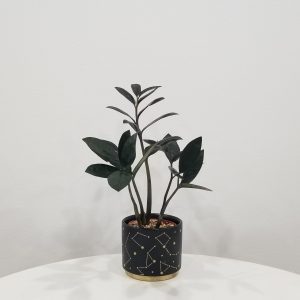 zz plant black in deco ceramic Stars air-purifying indoor office plants Mississauga Etobicoke Brampton Woodbridge Oakville other GTA
