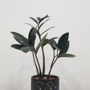 zz plant black in deco ceramic Stars air-purifying indoor office plants Mississauga Etobicoke Brampton Woodbridge Oakville other GTA