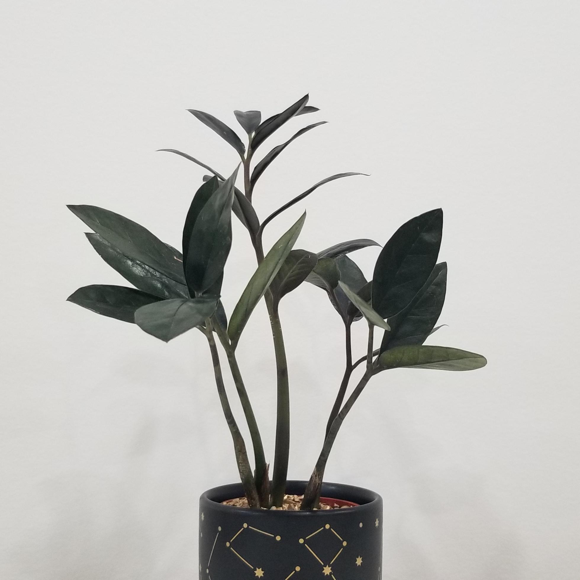 zz plant black in deco ceremic stars 2.5in 5 zz plant black in deco ceramic Stars air-purifying indoor office plants Mississauga Etobicoke Brampton Woodbridge Oakville other GTA