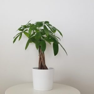 Money tree interior plants gifts Toronto Mississauga Oakville Brampton Richmond Hill Markham Woodbridge Etobicoke other GTA