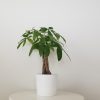 Money tree interior plants gifts Toronto Mississauga Oakville Brampton Richmond Hill Markham Woodbridge Etobicoke other GTA