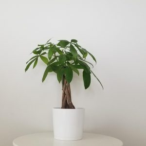 Money tree interior plants gifts Toronto Mississauga Oakville Brampton Richmond Hill Markham Woodbridge Etobicoke other GTA