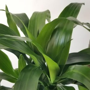 dracaena elegance air-purifying indoor trees interior plants houseplants office plants Oakville Brampton Milton Woodbridge Etobicoke Mississauga other GTA