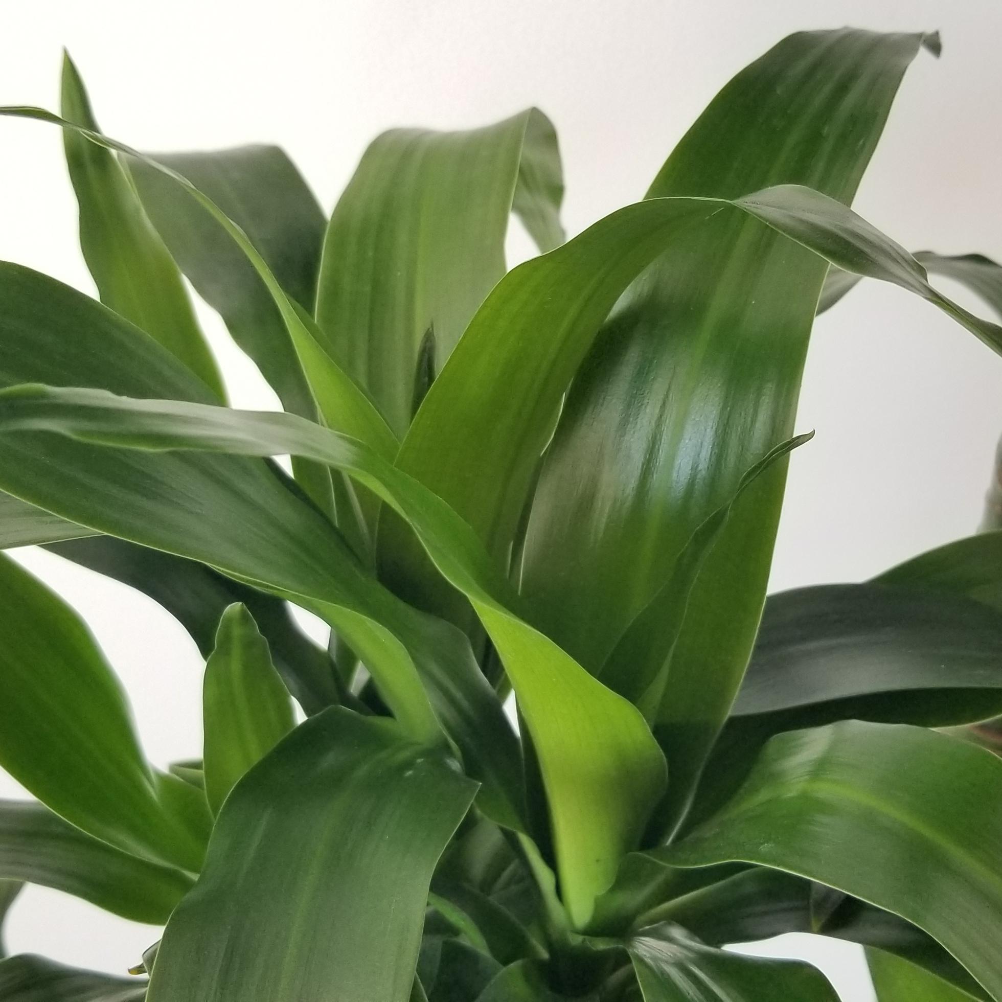 Dracaena Elegance foliage dracaena elegance air-purifying indoor trees interior plants houseplants office plants Oakville Brampton Milton Woodbridge Etobicoke Mississauga other GTA