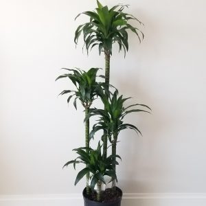 dracaena elegance air-purifying indoor trees interior plants houseplants office plants Oakville Brampton Milton Woodbridge Etobicoke Mississauga other GTA