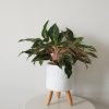 aglaonema in deco pot indoor plants houseplants plant gifts Oakville Mississauga Brampton Etobicoke Toronto Milton Brampton other GTA