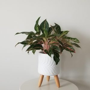 aglaonema in deco pot indoor plants houseplants plant gifts Oakville Mississauga Brampton Etobicoke Toronto Milton Brampton other GTA