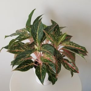 aglaonema in white deco ceramic pot interior plants houseplants Mississauga Oakville Etobicoke Brampton Woodbridge Toronto other GTA