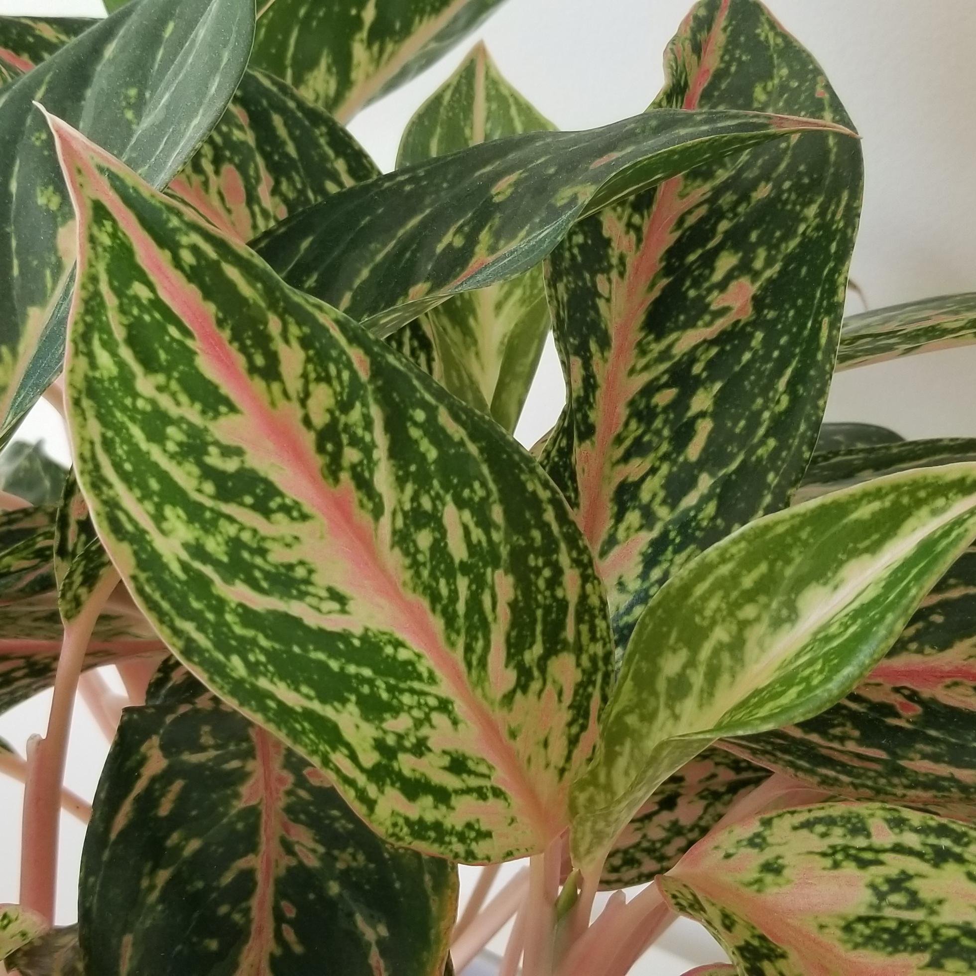aglaonema in white deco ceramic pot interior plants houseplants Mississauga Oakville Etobicoke Brampton Woodbridge Toronto other GTA