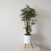 aralia ming in deco white pot interior plants Mississauga Oakville Etobicoke Brampton Milton Woodbridge Richmond Hill other GTA
