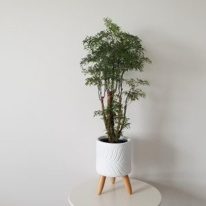 aralia ming in deco white pot interior plants Mississauga Oakville Etobicoke Brampton Milton Woodbridge Richmond Hill other GTA