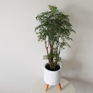aralia ming in deco white pot interior plants Mississauga Oakville Etobicoke Brampton Milton Woodbridge Richmond Hill other GTA