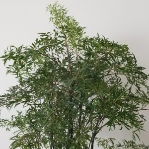 aralia ming in deco white pot interior plants Mississauga Oakville Etobicoke Brampton Milton Woodbridge Richmond Hill other GTA