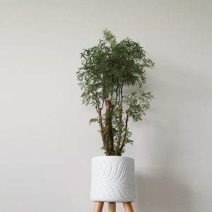 aralia ming in deco white pot interior plants Mississauga Oakville Etobicoke Brampton Milton Woodbridge Richmond Hill other GTA