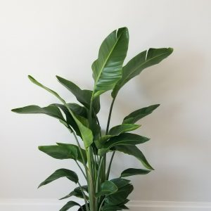 bird of paradise interior plants houseplants Oakville Mississauga Etobicoke Brampton Woodbridge other GTA