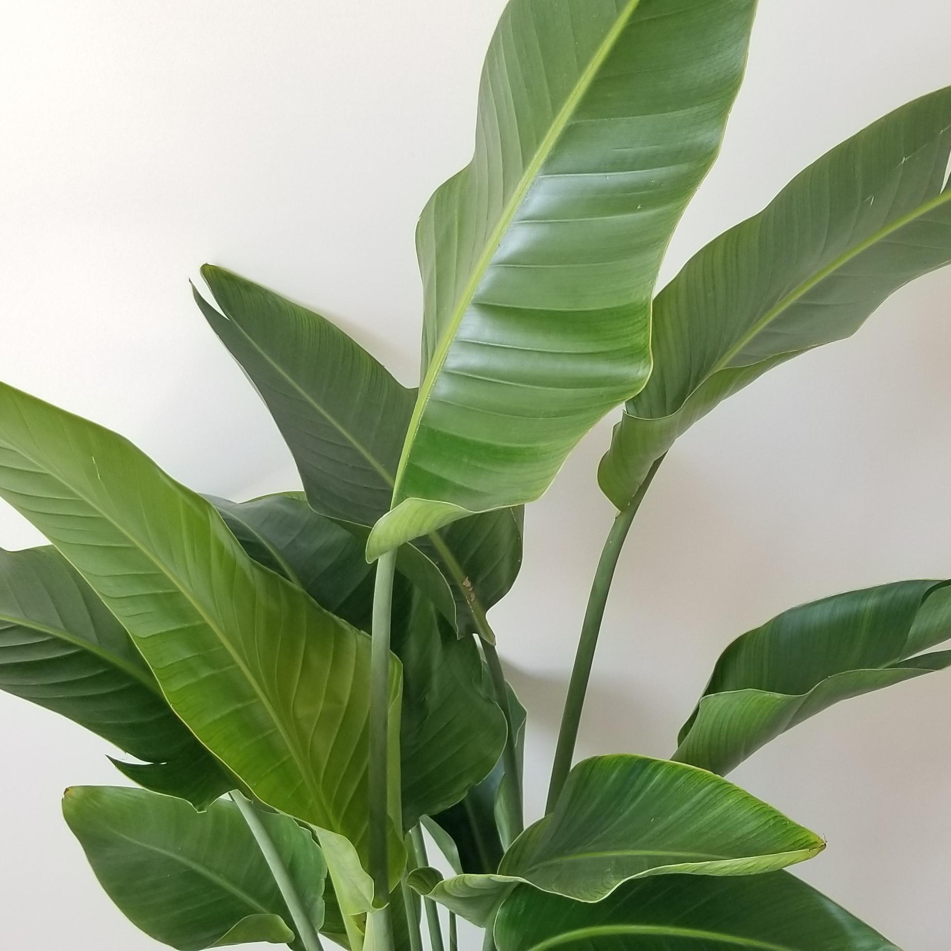 bird of paradise in 10inch pot 4 bird of paradise interior plants houseplants Oakville Mississauga Etobicoke Brampton Woodbridge other GTA