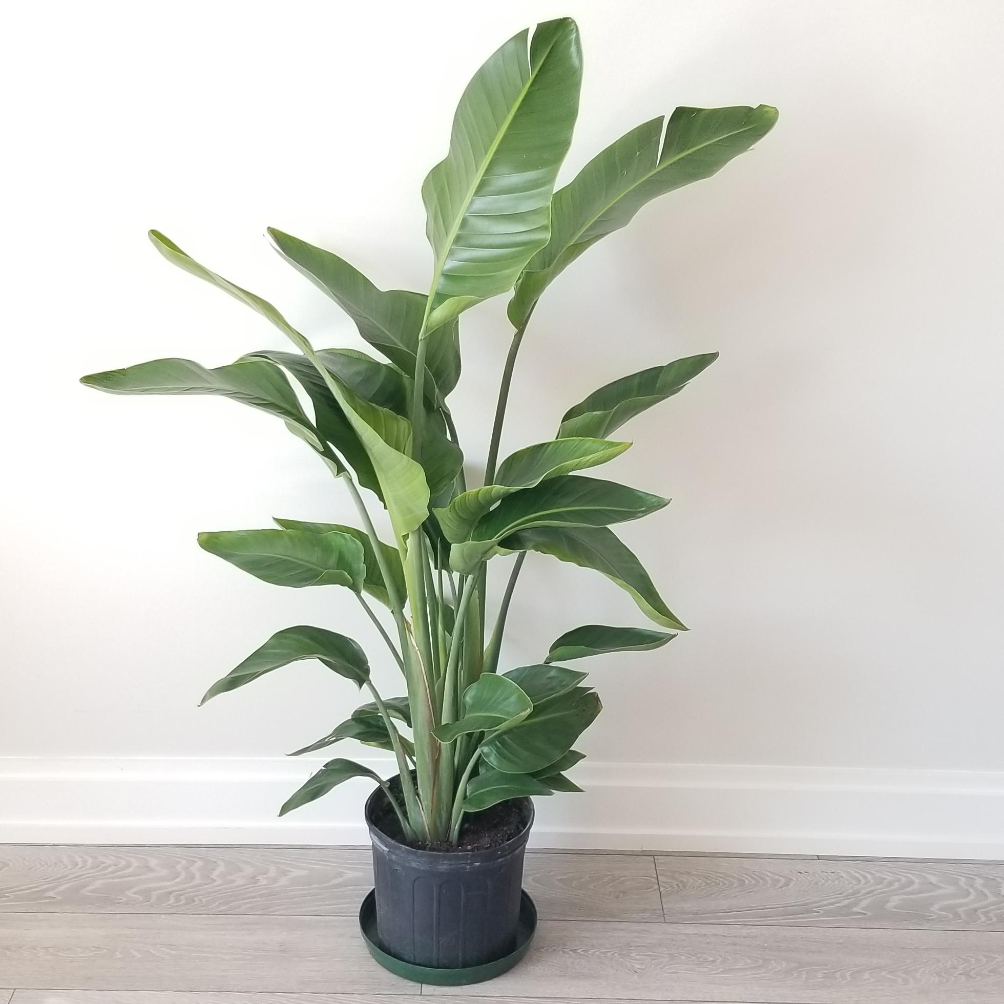 bird of paradise in 10inch pot bird of paradise interior plants houseplants Oakville Mississauga Etobicoke Brampton Woodbridge other GTA
