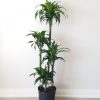 dracaena elegance air-purifying indoor trees interior plants houseplants office plants Oakville Brampton Milton Woodbridge Etobicoke Mississauga other GTA