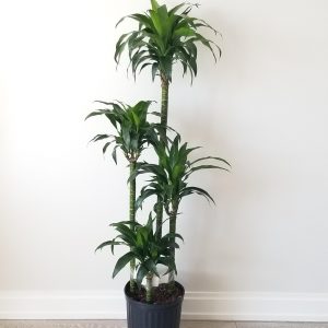 dracaena elegance air-purifying indoor trees interior plants houseplants office plants Oakville Brampton Milton Woodbridge Etobicoke Mississauga other GTA