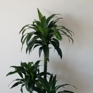 dracaena elegance air-purifying indoor trees interior plants houseplants office plants Oakville Brampton Milton Woodbridge Etobicoke Mississauga other GTA