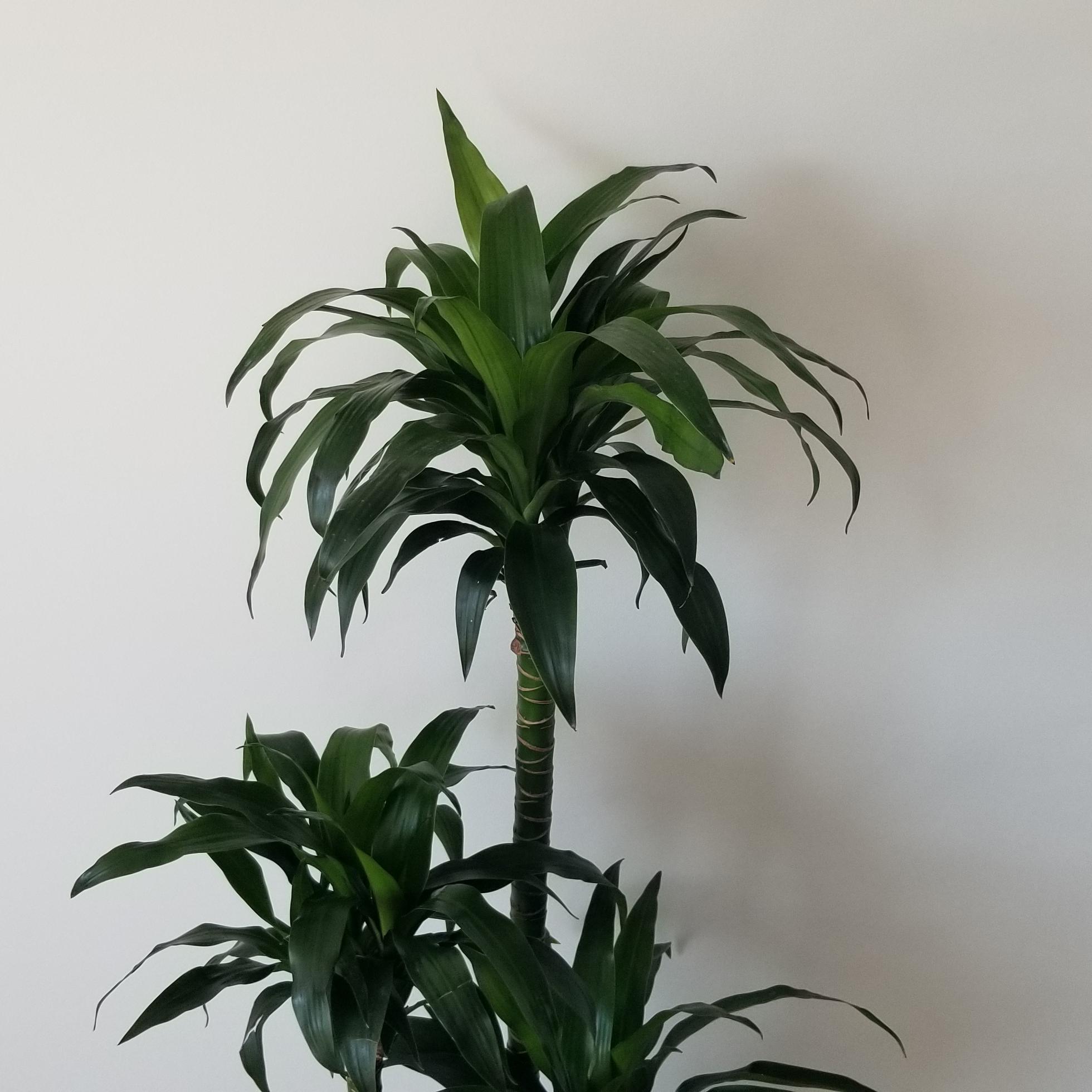 dracaena elegance in 12 inch leaves dracaena elegance air-purifying indoor trees interior plants houseplants office plants Oakville Brampton Milton Woodbridge Etobicoke Mississauga other GTA